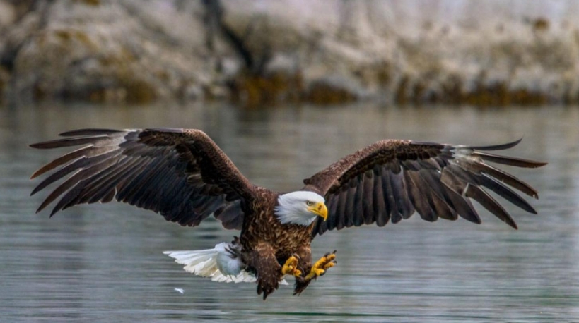 Bald eagle landing